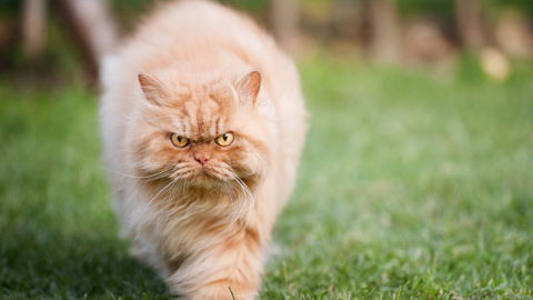 Das ist Garfi, die schlecht gelaunteste Katze der Welt