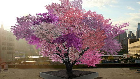 Ein Baum - 40 Sorten Früchte? Forscher entwickelt Super-Obstbaum