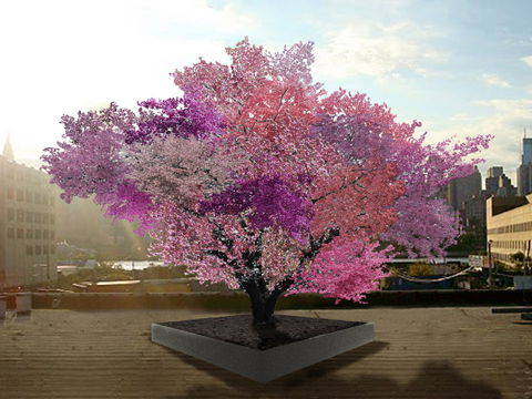 multi-frucht-baum-2079906.jpg