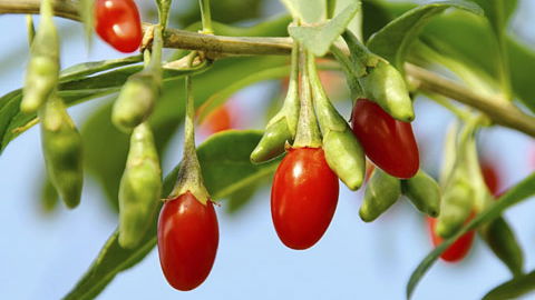 Goji Beere - Die Wunderbeere aus Asien
