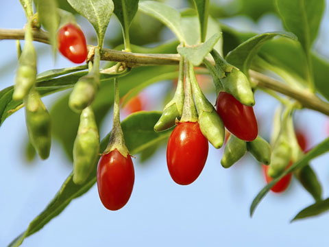 goji-beere-1812254.jpg
