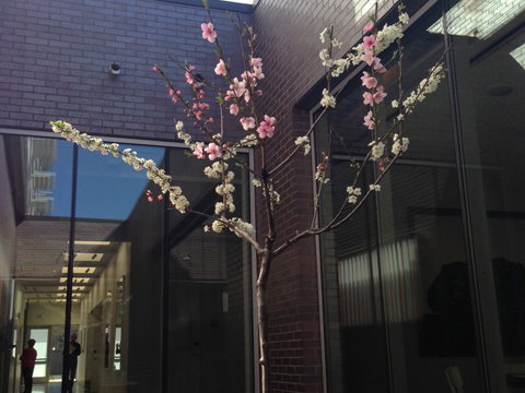 obstbaum-echt-2079906.jpg