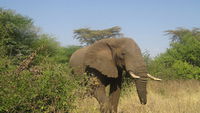 Auf Safari in Tansania