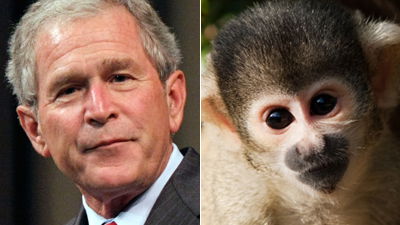 George W. Bush, ein Affe?