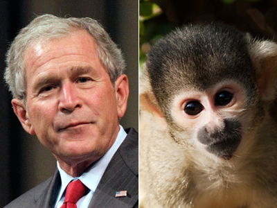 George W. Bush, ein Affe?