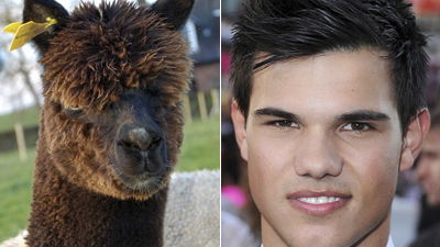 Taylor Lautner Doppelgänger, ein Alpaca?