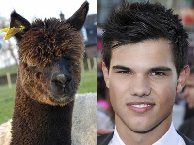 Taylor Lautner Doppelgänger, ein Alpaca?