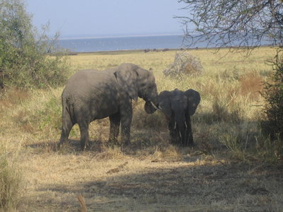 auf safari in tansania