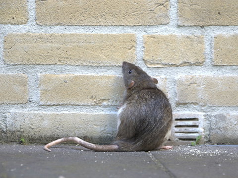 ratte-2085993.jpg