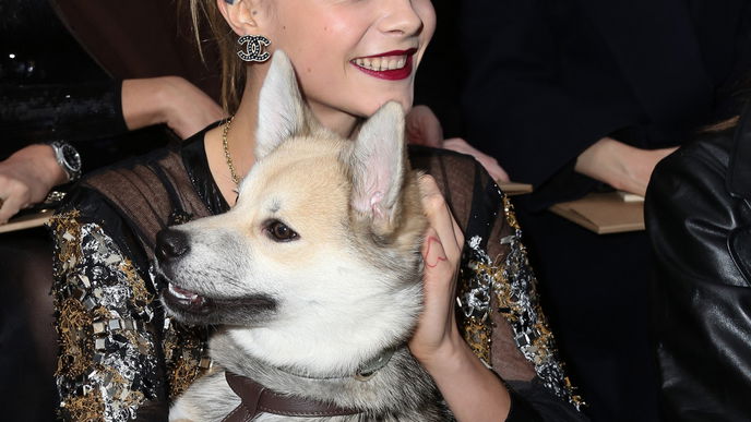 Stars und ihre Hunde: Treue Begleiter als große Liebe