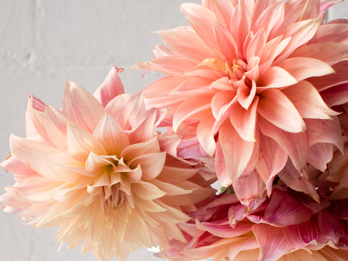 Wie halten Blumen länger?