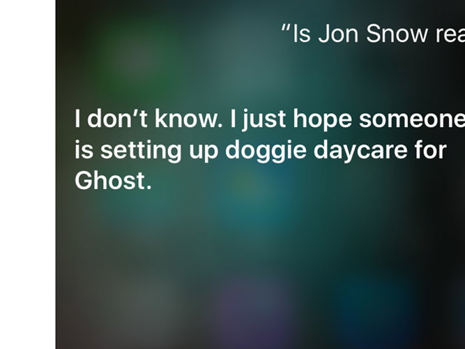 doggie-daycare