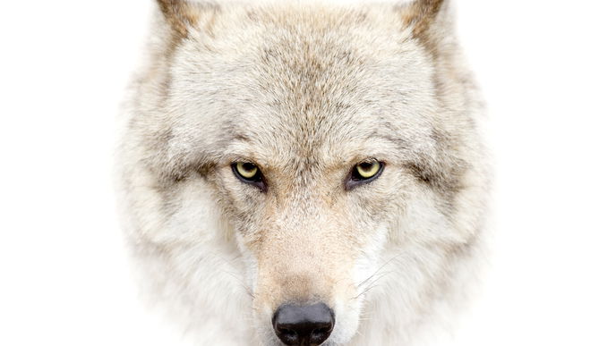 Game of Thrones: Was ist mit Ghost?