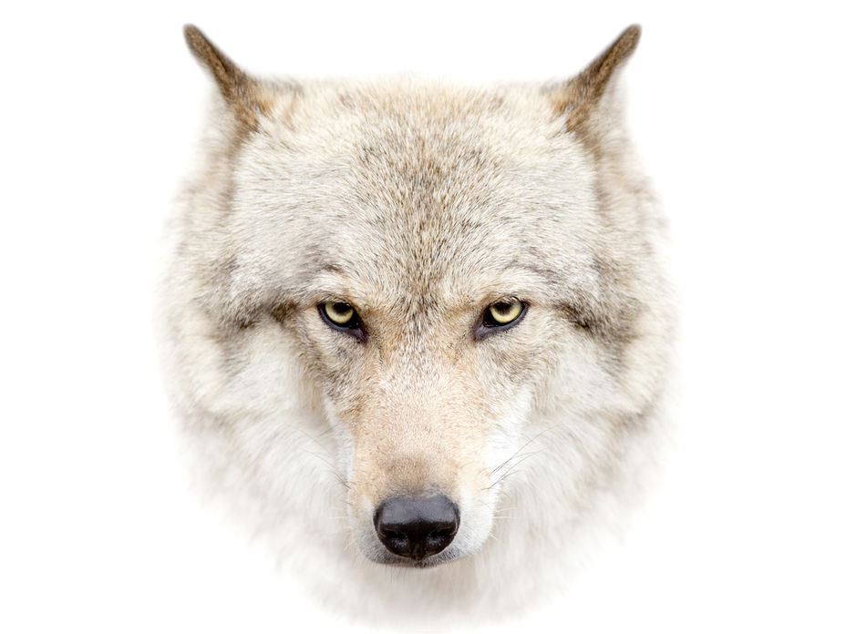 direwolf