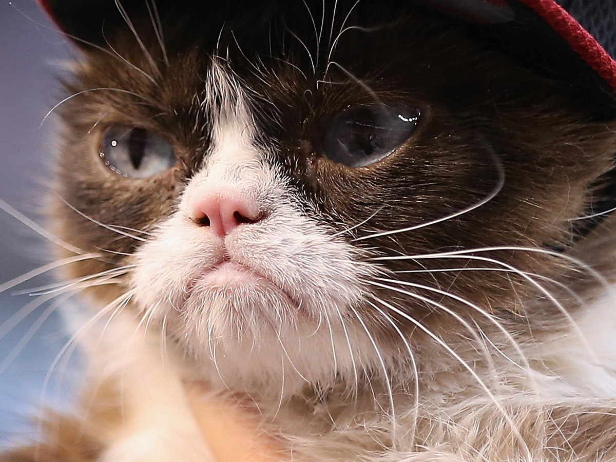 Cats of Instagram - Grumpy Cat