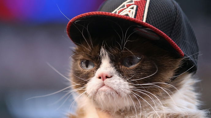 Cats of Instagram