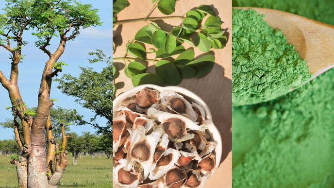 Moringa Superfood 