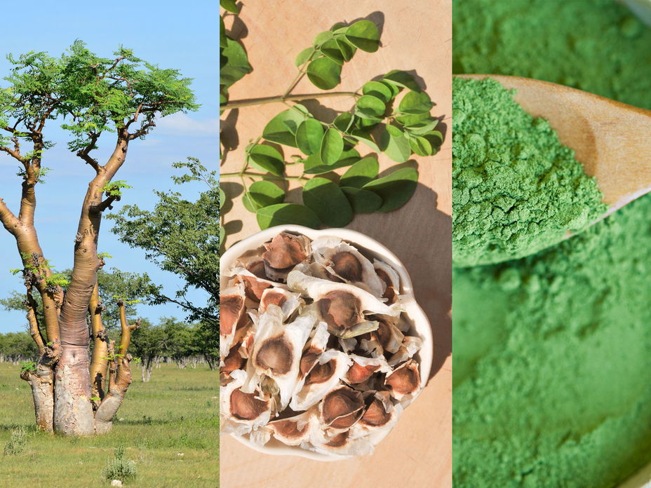 Moringa Foto