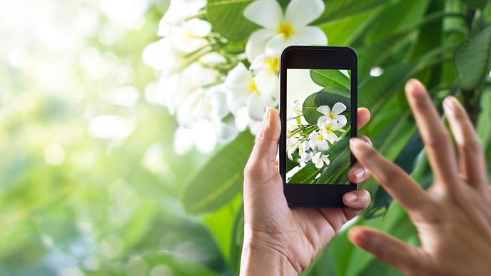 PlantNet - App zur Pflanzenbestimmung