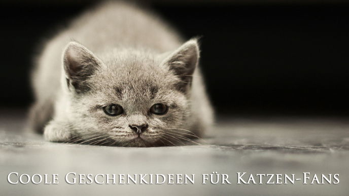 Geschenkideen für Katzen-Fans