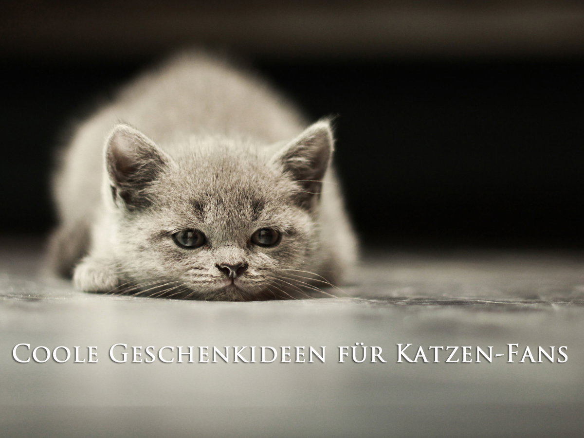Geschenkideen-Katzenfans-Schrift