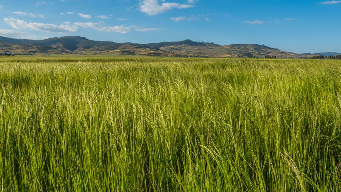 Teff: das Supergetreide