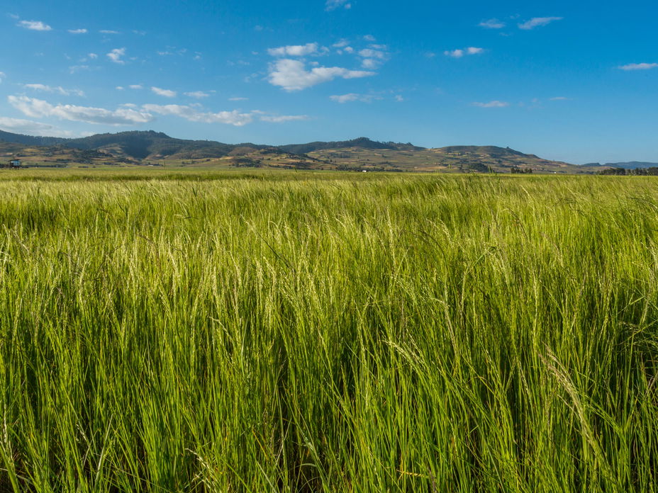 Teff-Landschaft