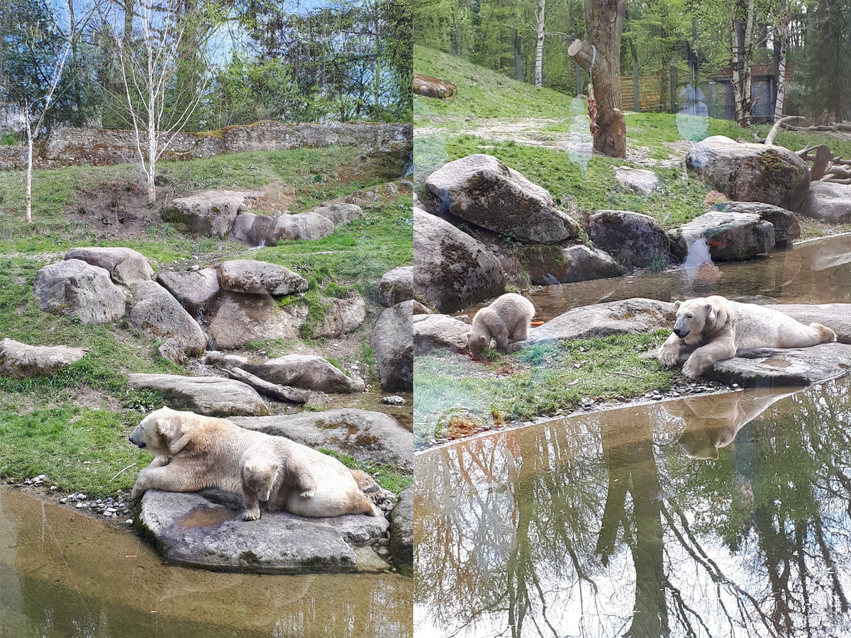 Eisbärenfotos