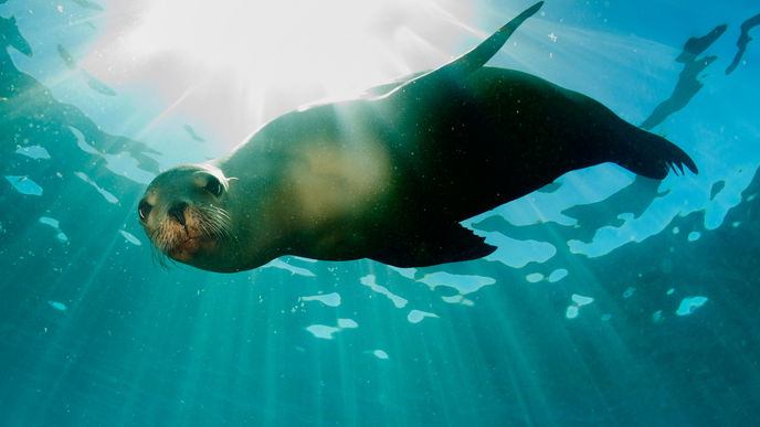Seelöwe greift kleines Mädchen an 
