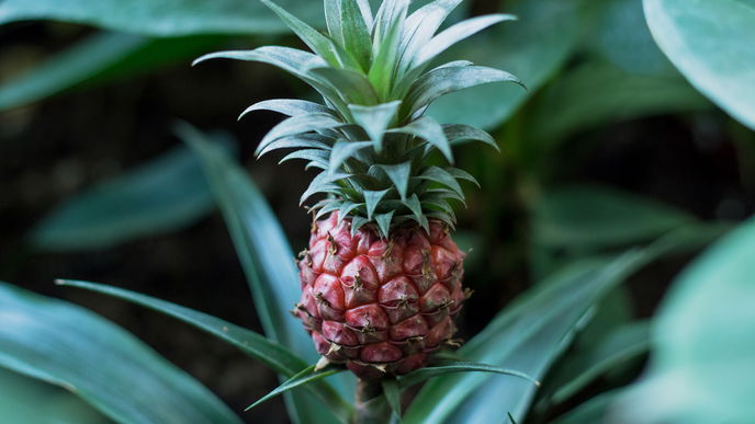 Ja, es gibt jetzt PINKE Ananas