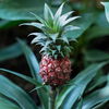 Ja, es gibt jetzt PINKE Ananas