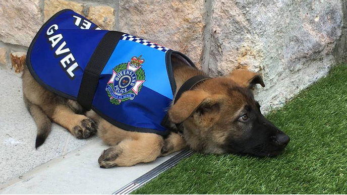 Zu kuschelbedürftig: Hund muss die Polizeischule abbrechen