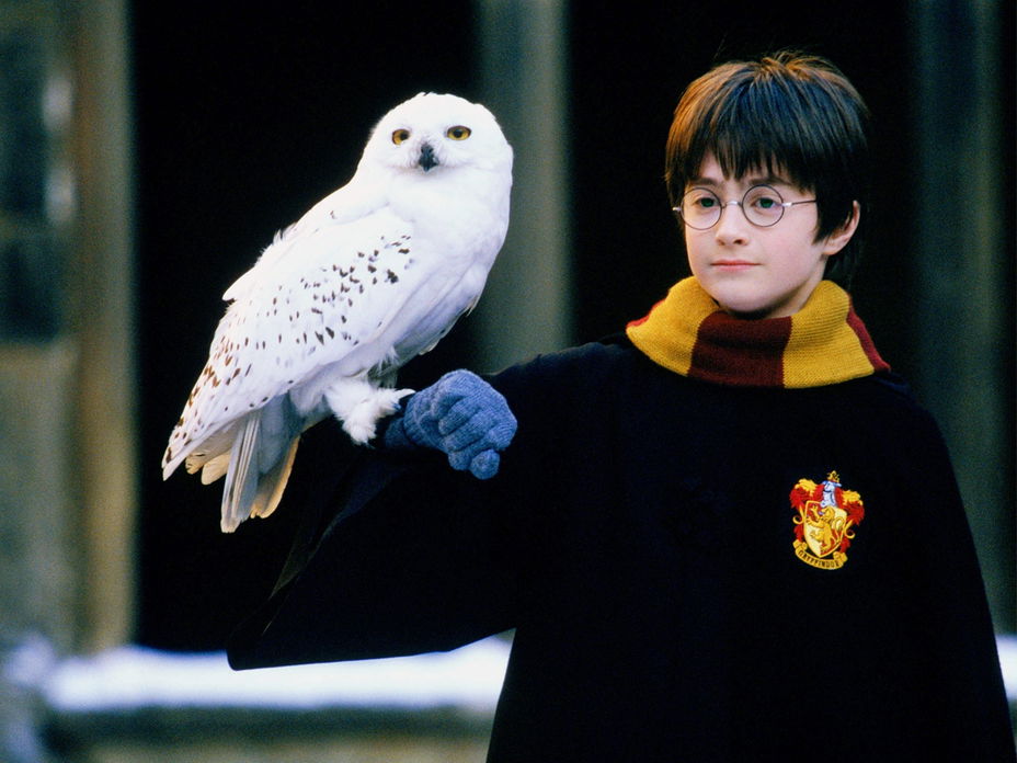Es gibt zwei Harry Potter ddp