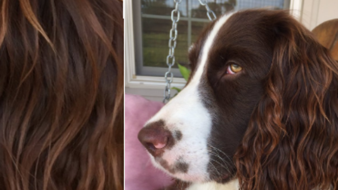 Dieser Hund hat die perfekten Beach Waves 