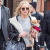 Deshalb solltet ihr niemals den Hund von Jennifer Lawrence anfassen