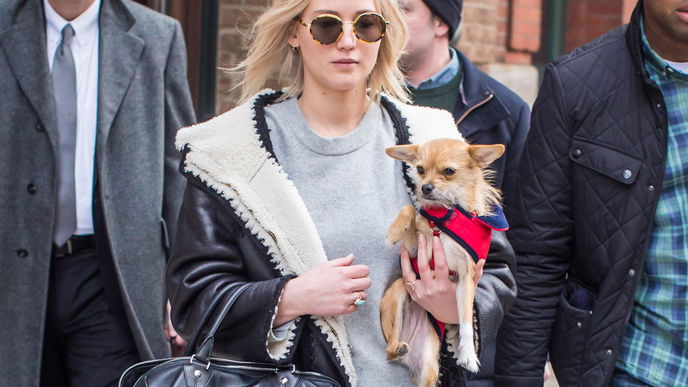 Deshalb solltet ihr niemals den Hund von Jennifer Lawrence anfassen
