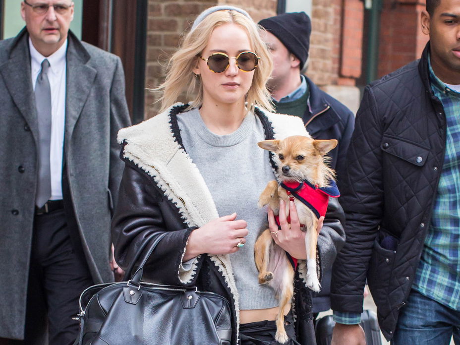 jennifer-lawrence-hund