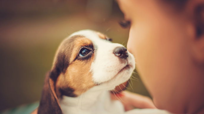 Hunde haben die beste Menschenkenntnis