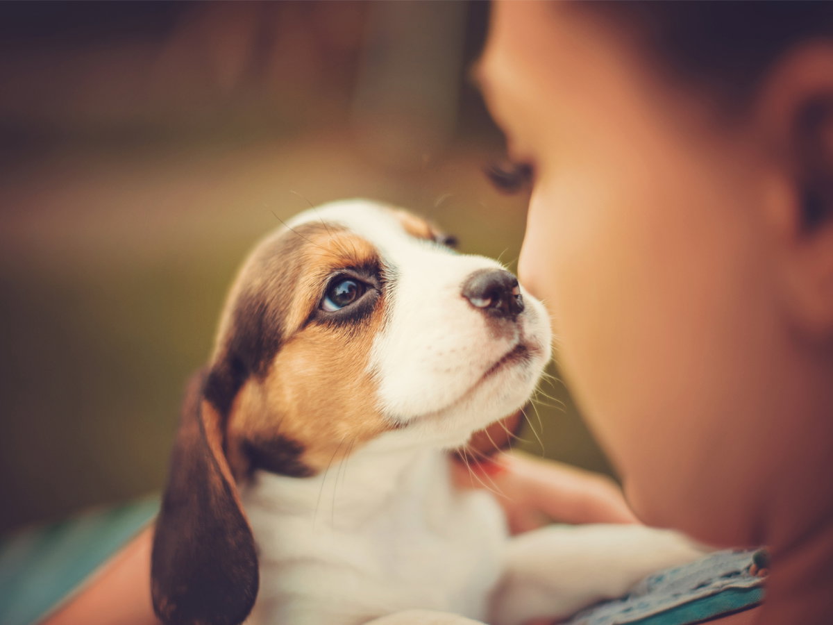 Hunde haben die beste Menschenkenntnis