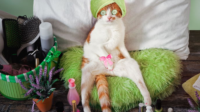 Die PET-iküre: Bunte Krallen an Katzen erobern das Internet