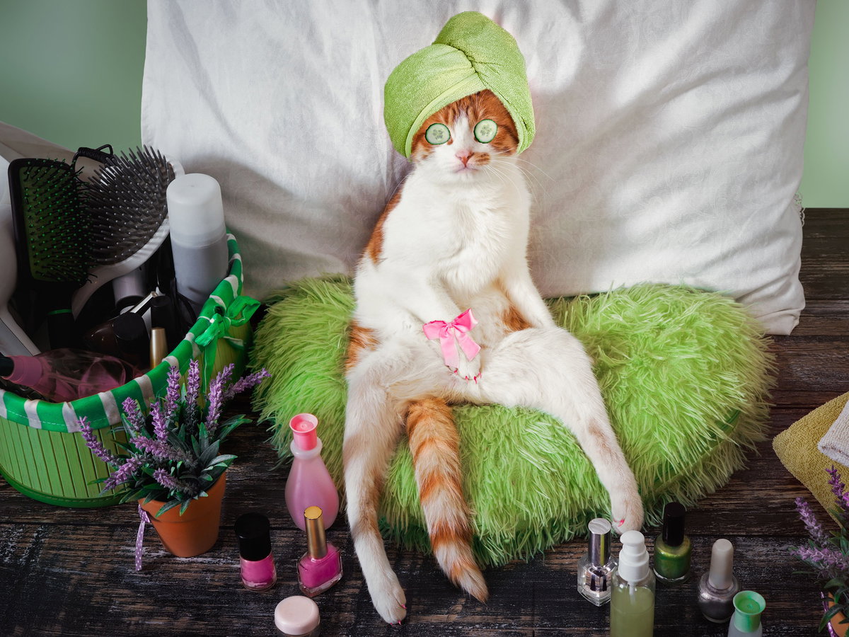 PET-iküre