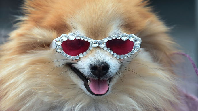 Das ist der anspruchsvollste Hund der Welt
