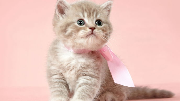 Crazy Cat Ladies aufgepasst: es gibt jetzt ein Katzen-Parfüm!