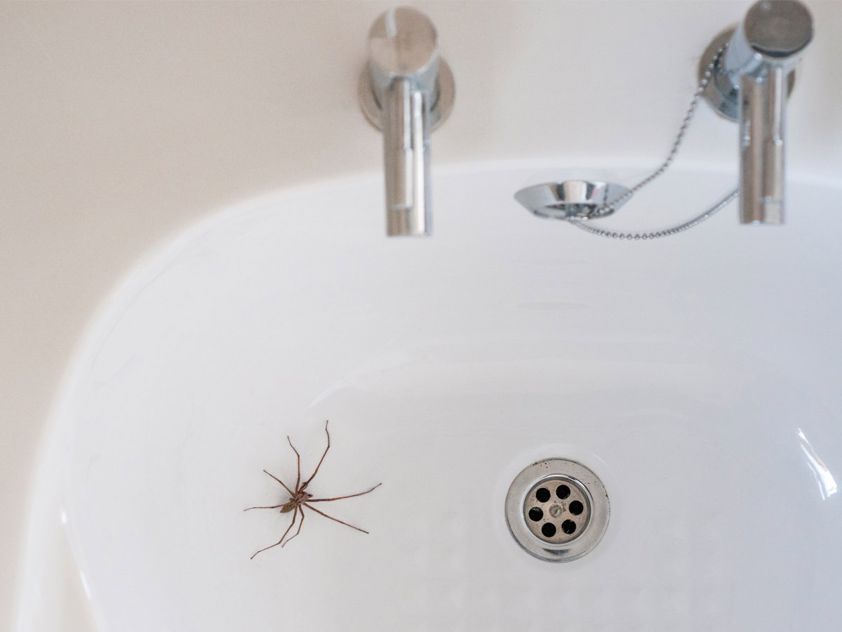 Diese Blume Lavendel vertreibt Spinnen aus eurer Wohnung