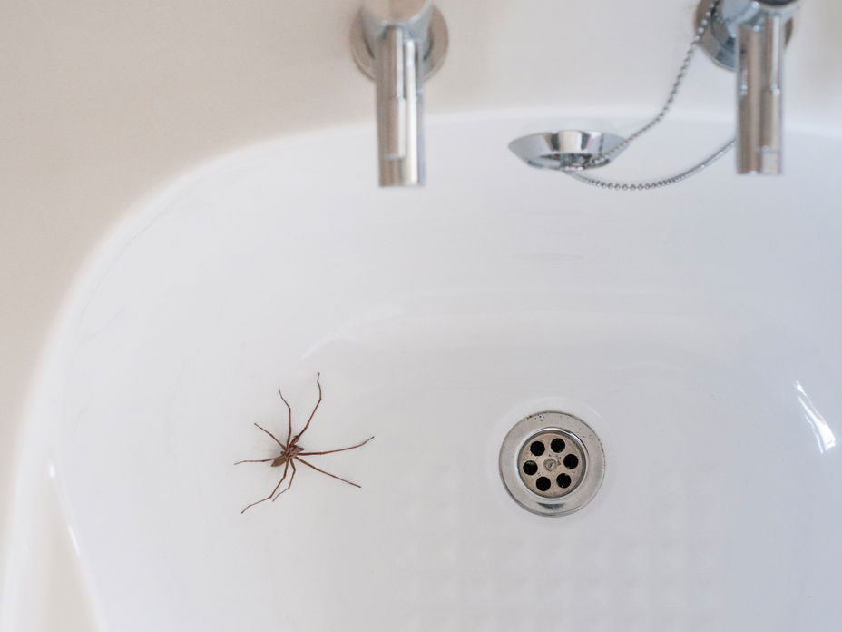 spinne