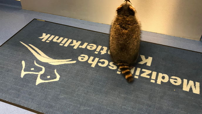 Waschbär Jacky bekommt einen Herzschrittmacher 