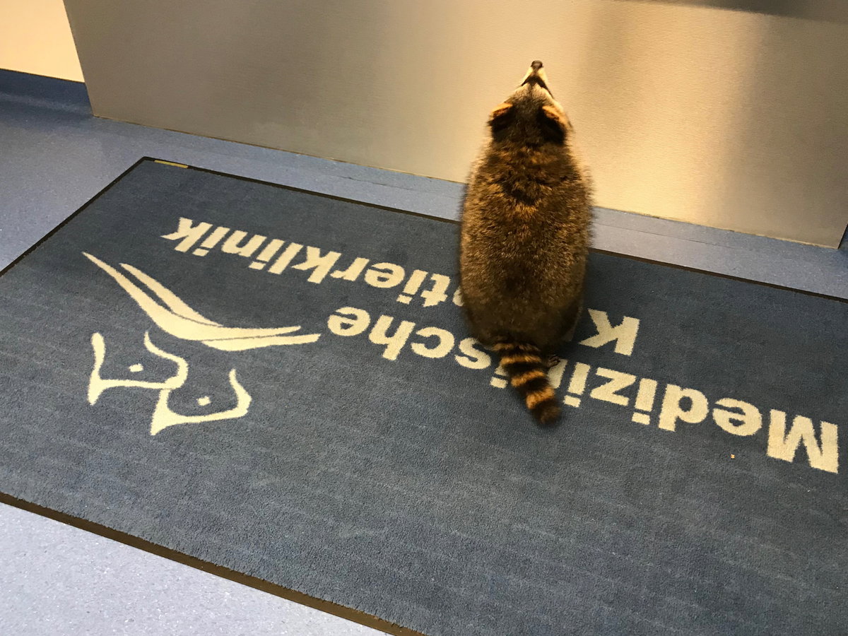 Waschbär Jacky neu neu