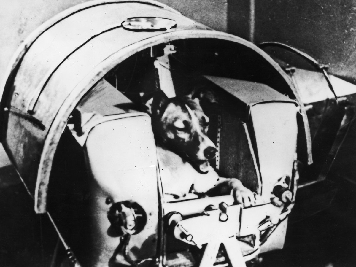 Laika_space_weltall_2000x1500
