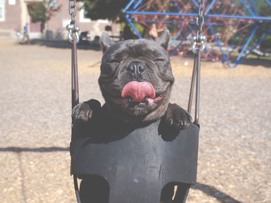 hund