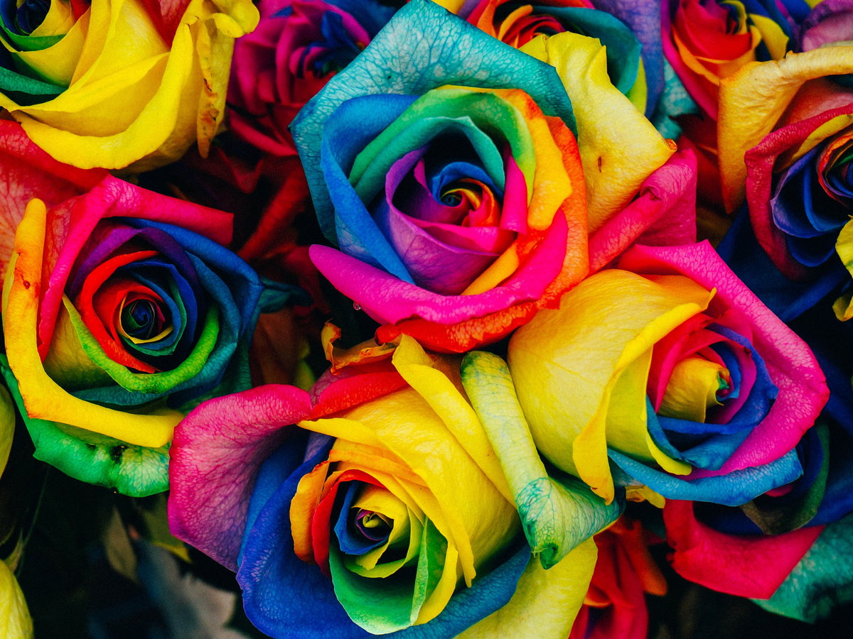 regenbogen-rose